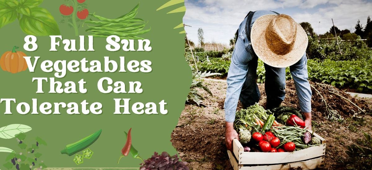 Best heat-tolerant Full sun vegetables