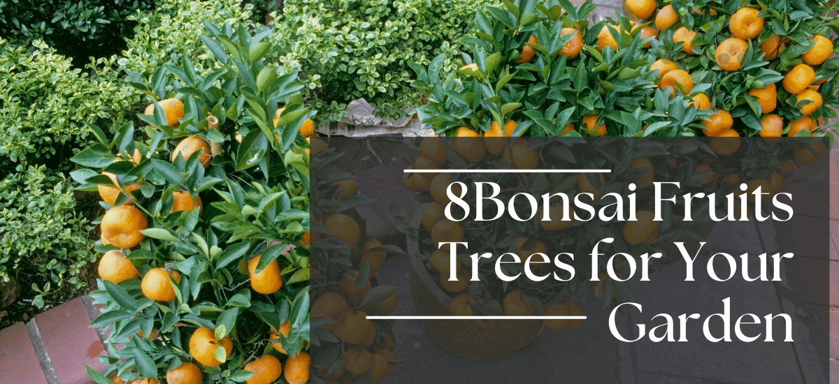 8 Bonsai fruit trees that will actually give you edible fruit