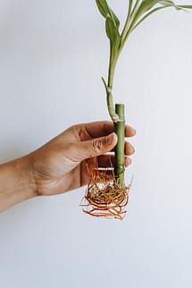 hand catching bamboo plant