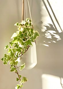 Light For English Ivy