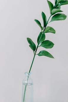 plant in water jar