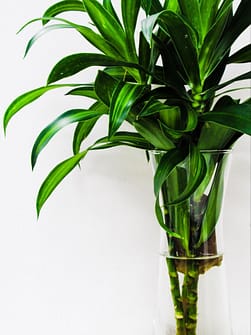 Lucky Bamboo plant in water