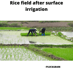 Rice field after surface irrigation