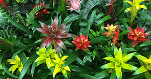 bromeliads Vertical Garden Plants