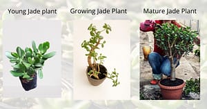 jade plant Low maintenance indoor succulents