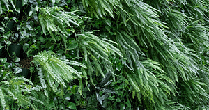 ferns biodiversity in Aesthetic Vertical Garden Plants