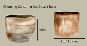 repotting desert rose