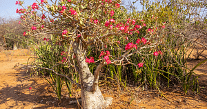 tall succulents desert rose