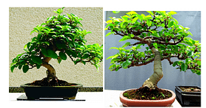 bonsai fruit trees