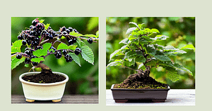bonsai fruit trees