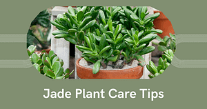 jade plant care
