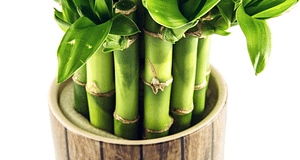 lucky bamboo plants in soil