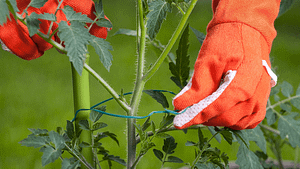 tomato plant maintenance