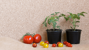 tomato plant maintenance