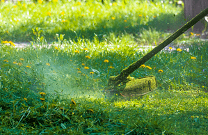 lawn weed removal