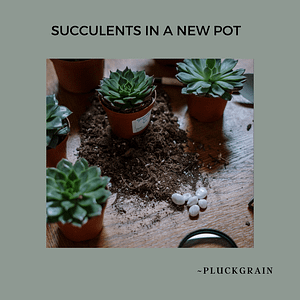 succulents in a new pot