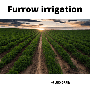 Furrow Irrigation