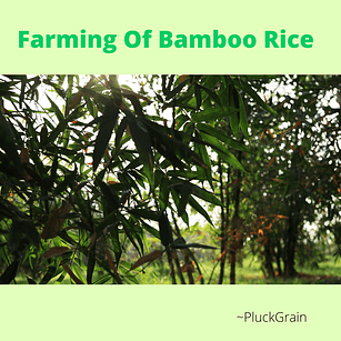 Farming Of Bamboo Rice