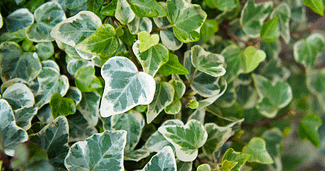 ivy houseplant types