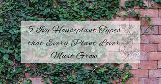 ivy houseplant types