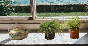 growing thyme indoors