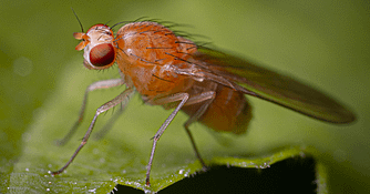 how to remove fruit flies