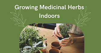 medicinal herbs indoors