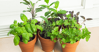 medicinal herbs indoors