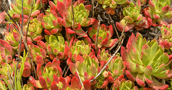 outdoor succulents