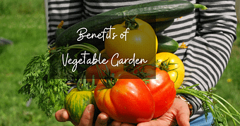 Do’s and Don'ts of Vegetable Garden