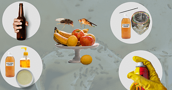 how to remove fruit flies