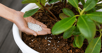 houseplant fertilizers