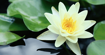 Lotus Flower Indoors
