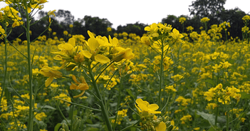 mustard as cover crop