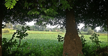 agroforestry benefits