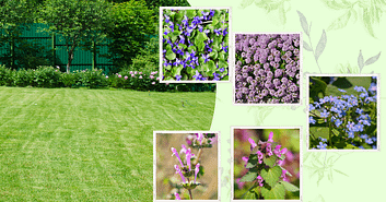 purple flower weeds in lawn