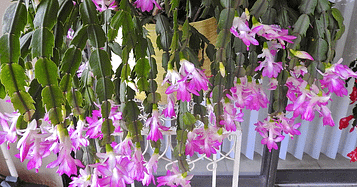 hanging indoor flowering plants