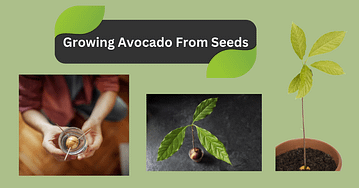 Avocado Houseplant