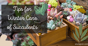Winter care of succulents