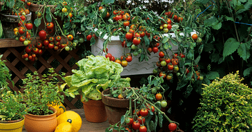 balcony vegetable garden