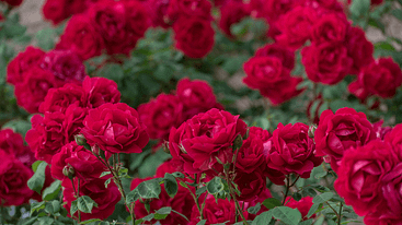 bushy red rose
