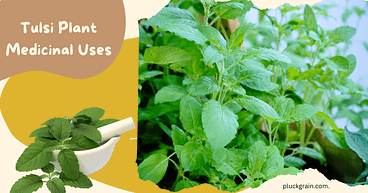 tulsi plant medicinal uses