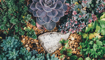 Succulents Outdoors