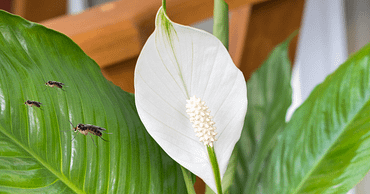peace lily indoors
