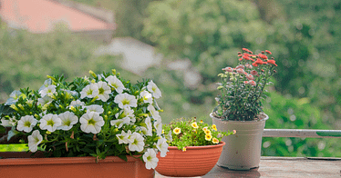 best sunny balcony plants