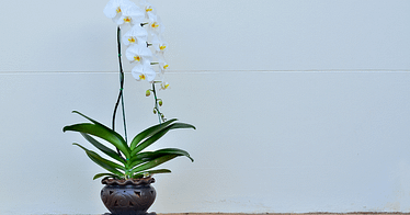 indoor flowering plants low light