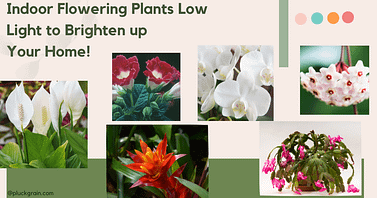 indoor flowering plants low light