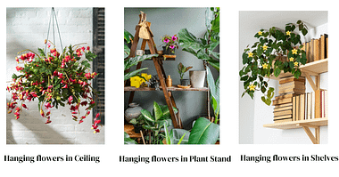 hanging indoor flowering plants