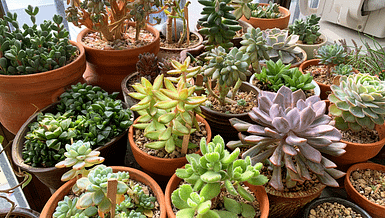 Succulents Outdoors