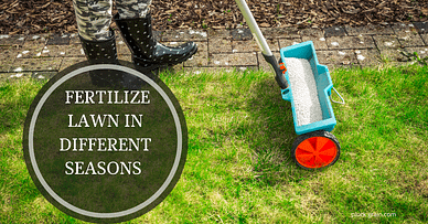  How To Fertilize Lawn